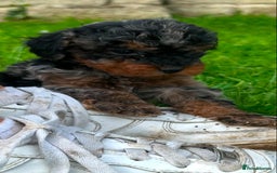 Miniature Poodle dogs for sale: Beautiful male miniature poodle puppies - Image 2