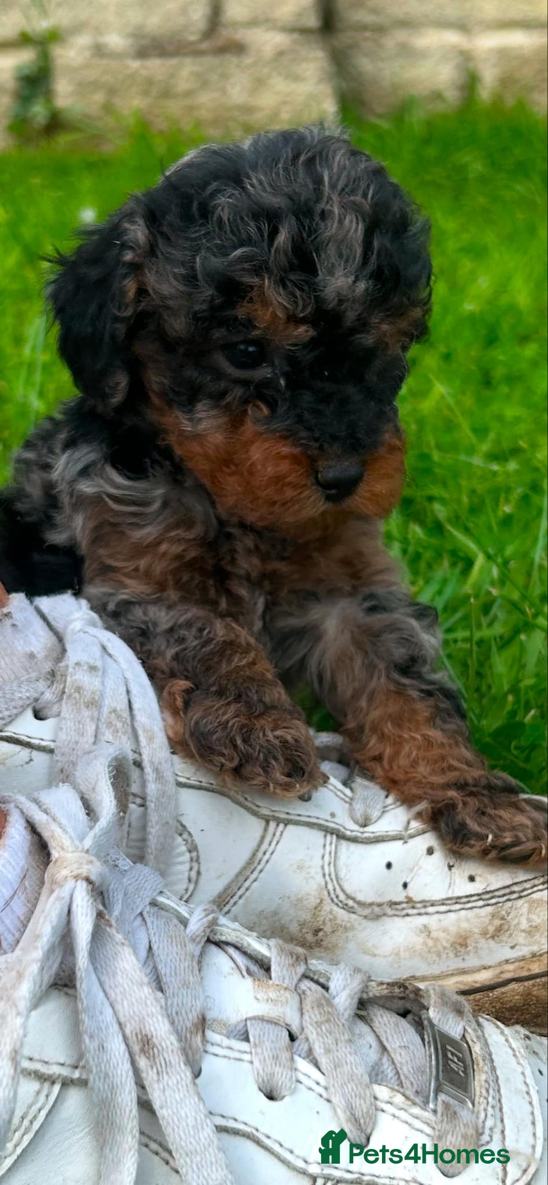 Miniature Poodle dogs for sale: Beautiful male miniature poodle puppies - Image 2