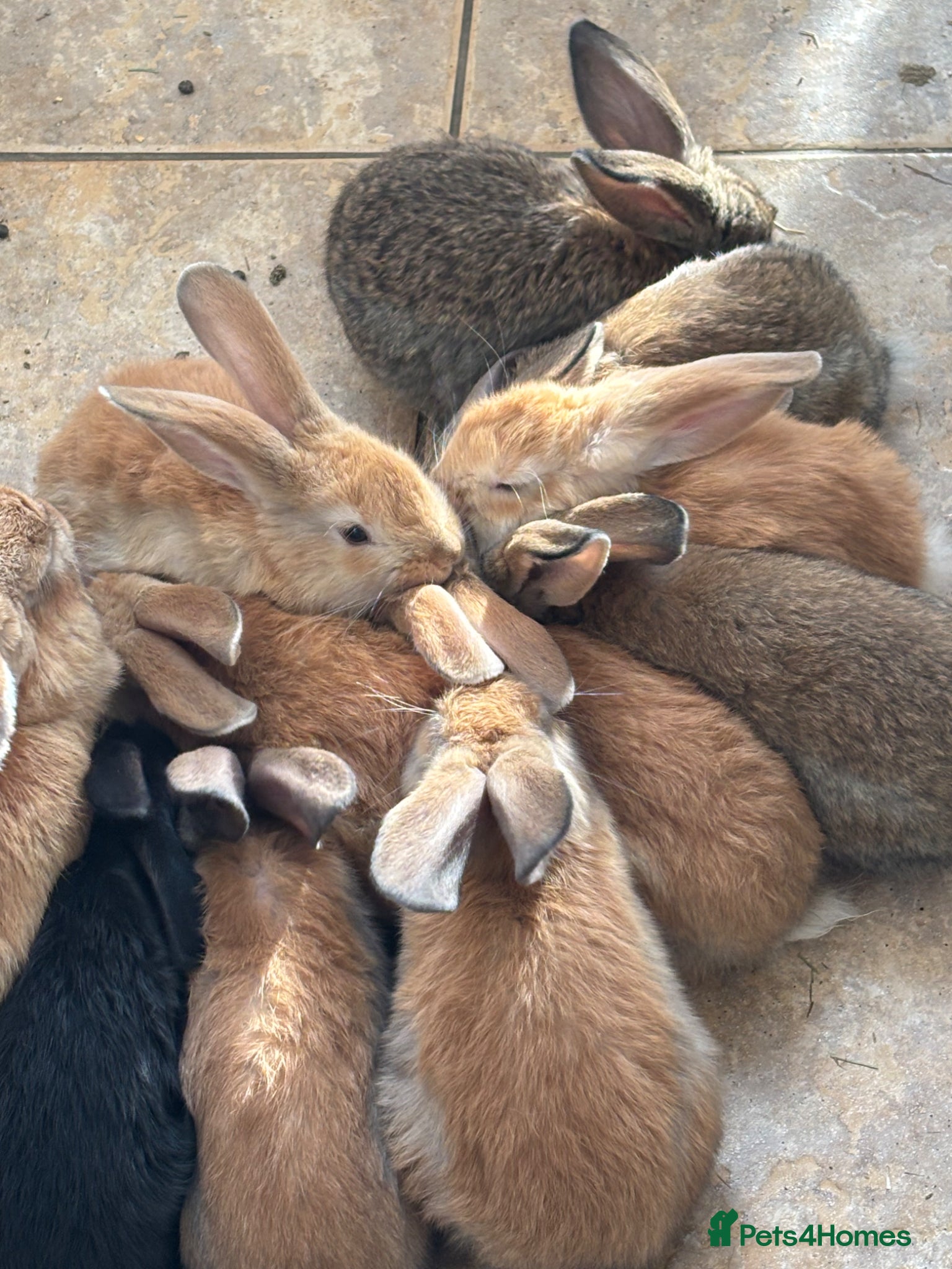Continental Giant rabbits 6 left Giant continental x French lop - Advert 2