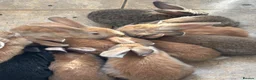 Continental Giant rabbits for sale: 3 left 1 boy and 2 girls all ginger  - Advert 1