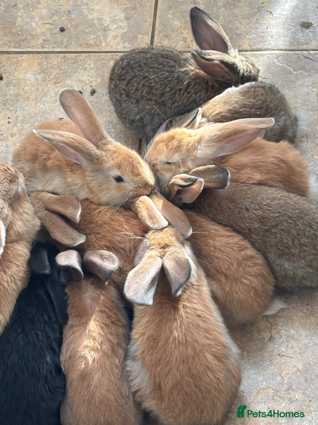 Continental Giant rabbits for sale: 3 left 1 boy and 2 girls all ginger  - Advert 1