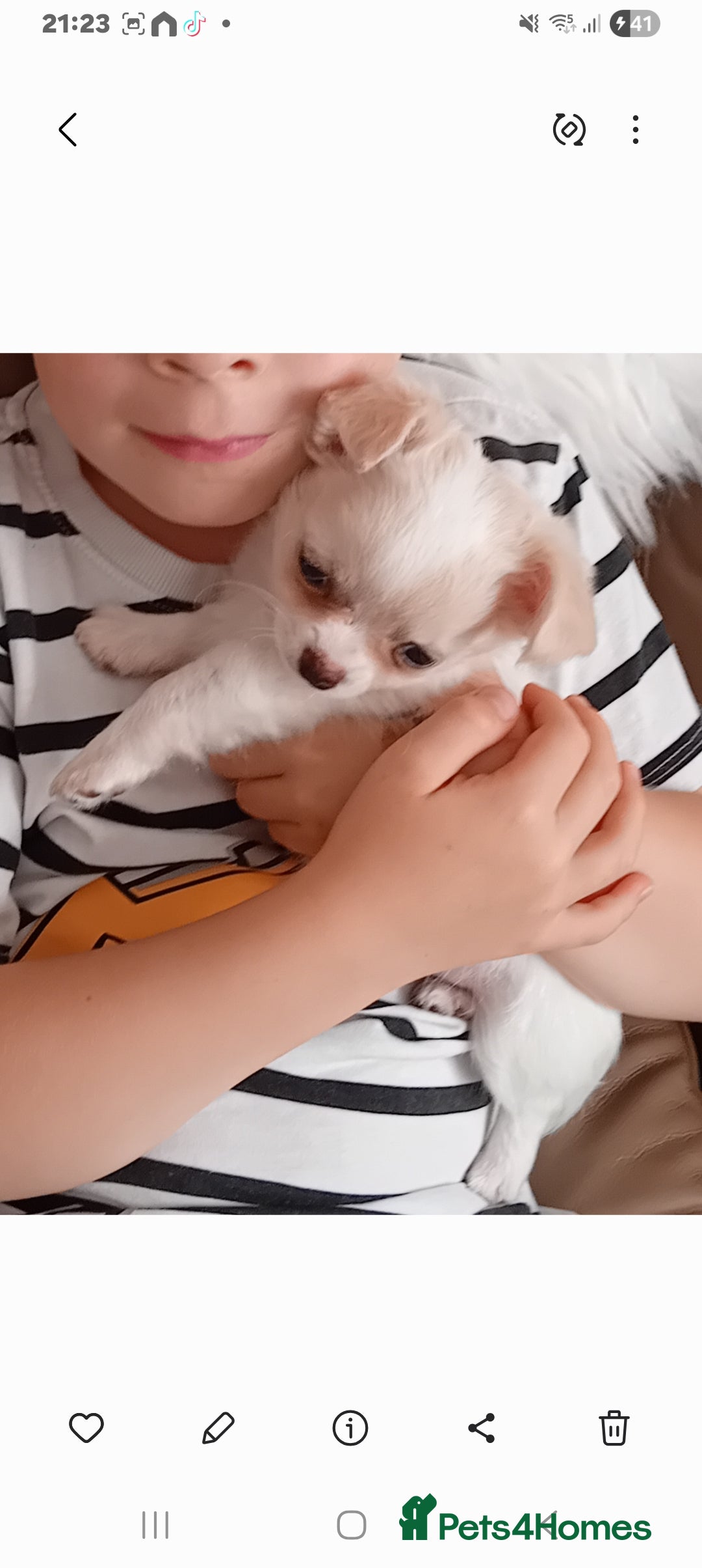 Chihuahua dogs for sale: Little white girl chihuahua  - Image 8
