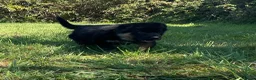 German Shepherd dogs for sale: Quality Litter of GSD (All has now been reserved) - Advert 7