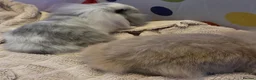 Mini Lop rabbits for sale: Beautiful mini lop x mini lion lop babies for sale - Advert 3