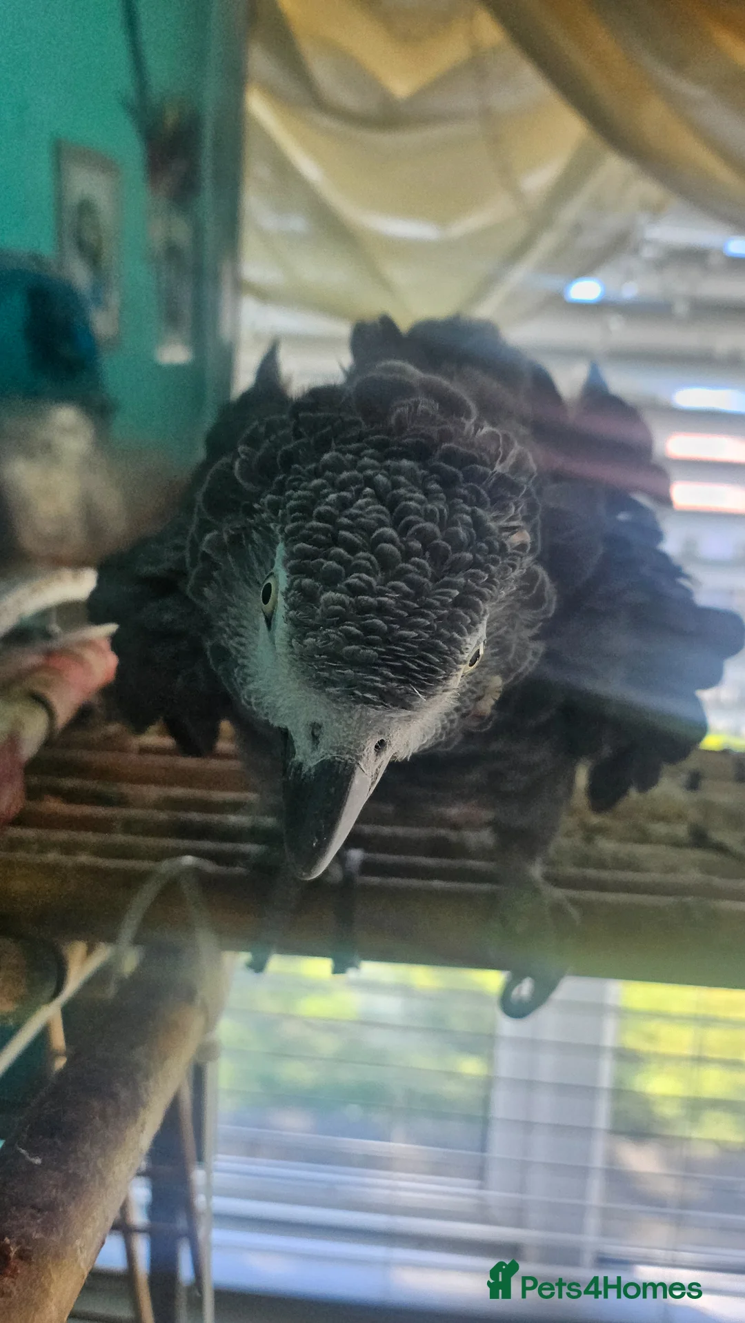 Parrots birds for sale: African Grey  - Advert 1