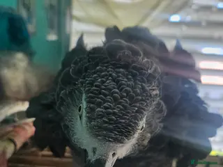 Parrots birds African Grey - Advert 5