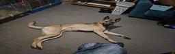 Mixed Breed dogs for sale: Beau, bouncy and inquisitive.  in Kettering - Advert 2