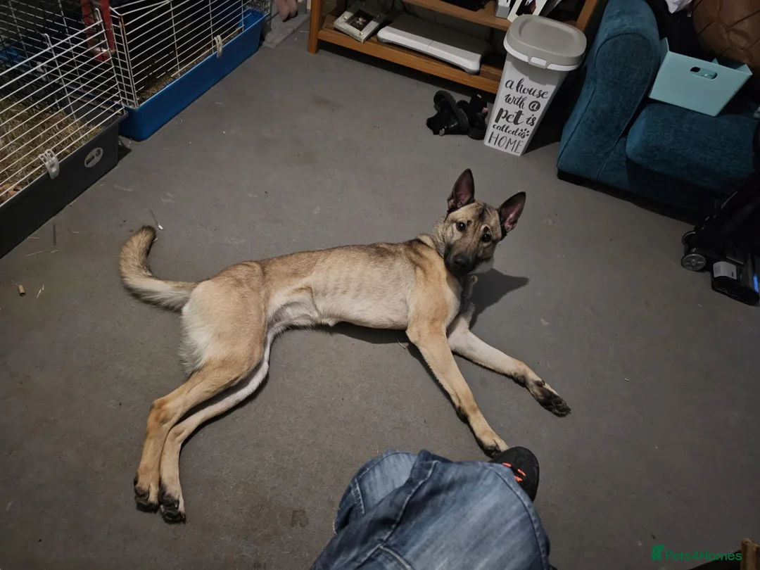 Mixed Breed dogs for sale: Beau, bouncy and inquisitive.  in Kettering - Advert 2
