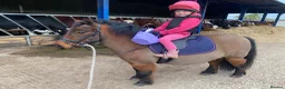 Shetland pony horses for sale: Child’s best friend  in Burton-on-Trent - Advert 8