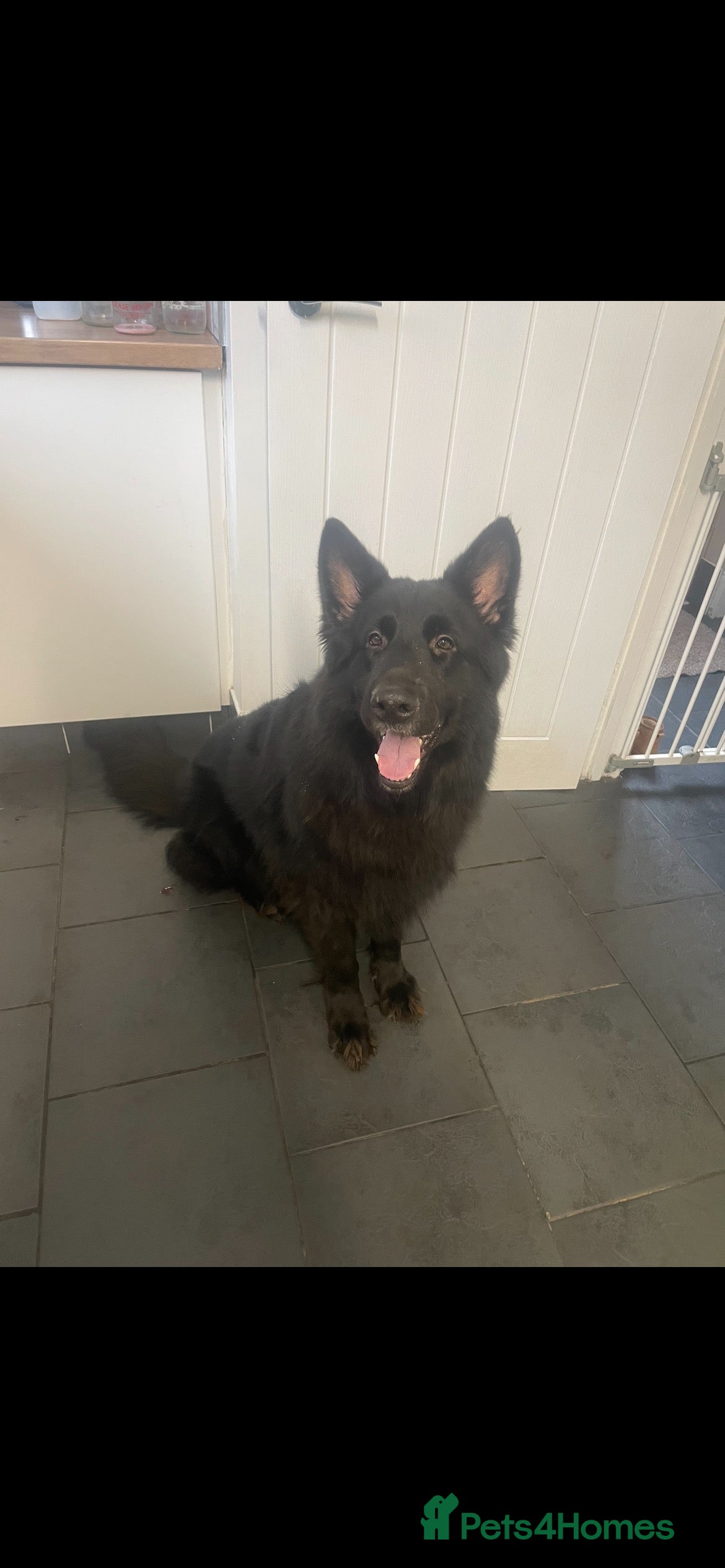 German Shepherd dogs German shepherd pups - Advert 1