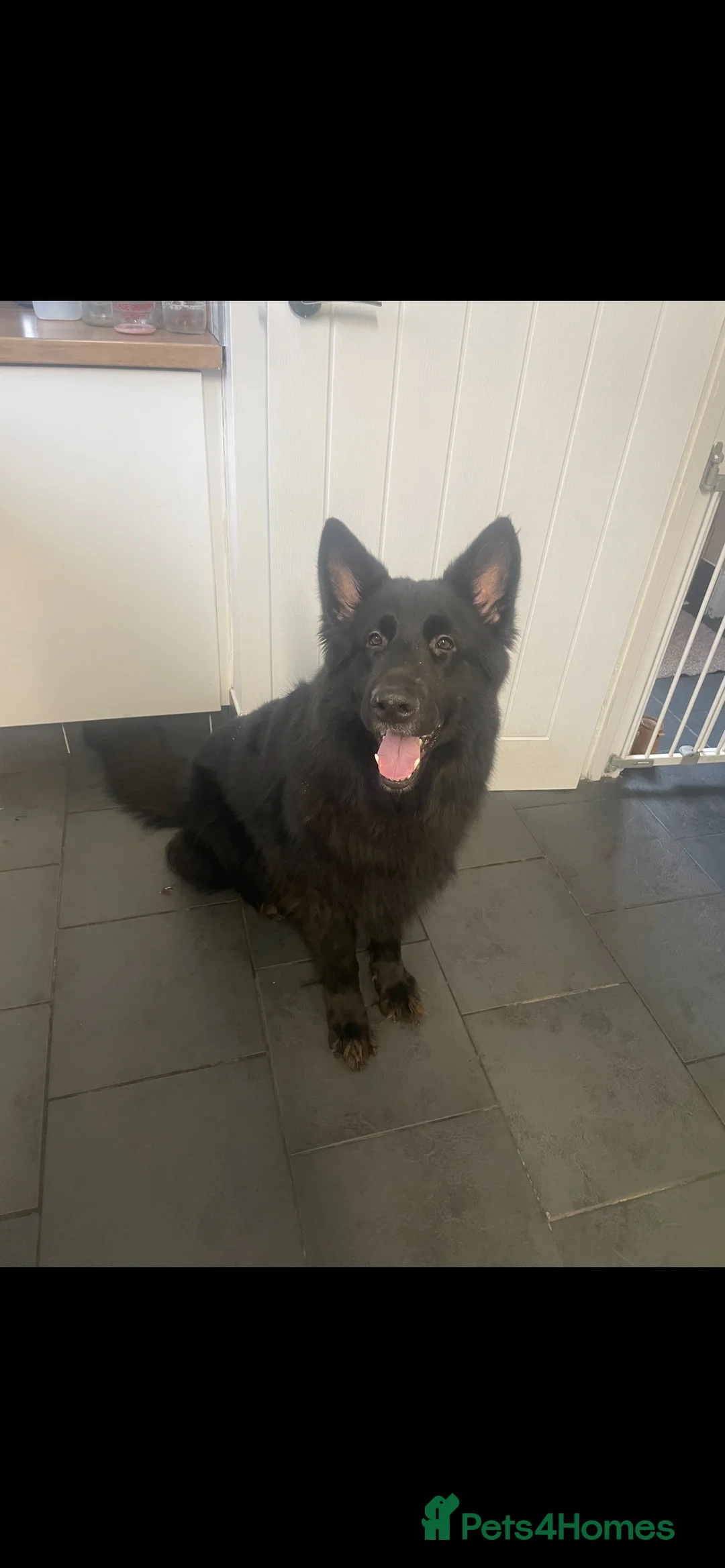 German Shepherd dogs for sale: German shepherd pups - Advert 1