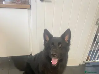 German Shepherd dogs German shepherd pups - Advert 1