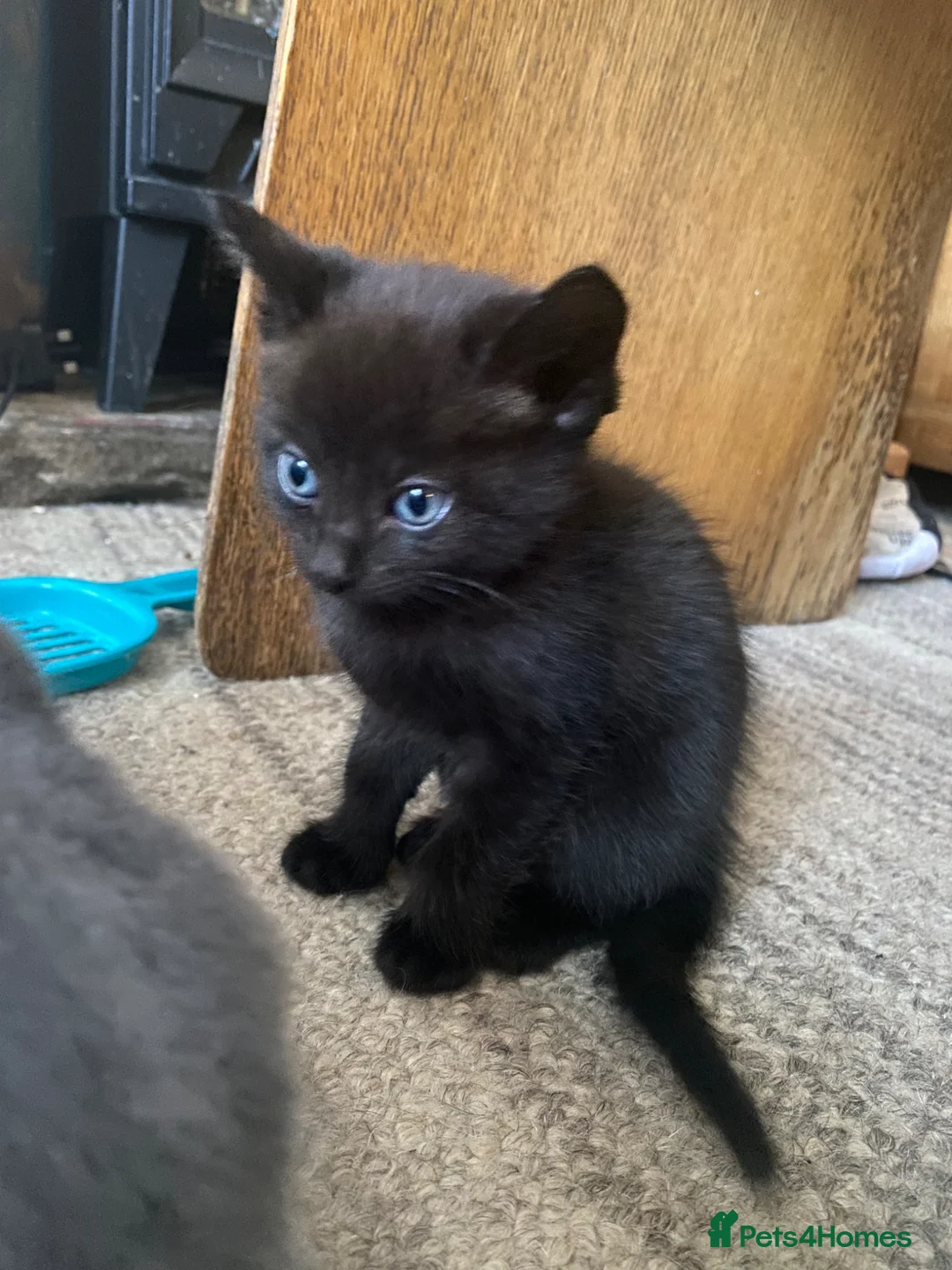 Mixed Breed cats for sale: Ready to meet your new best friend?  - Advert 2