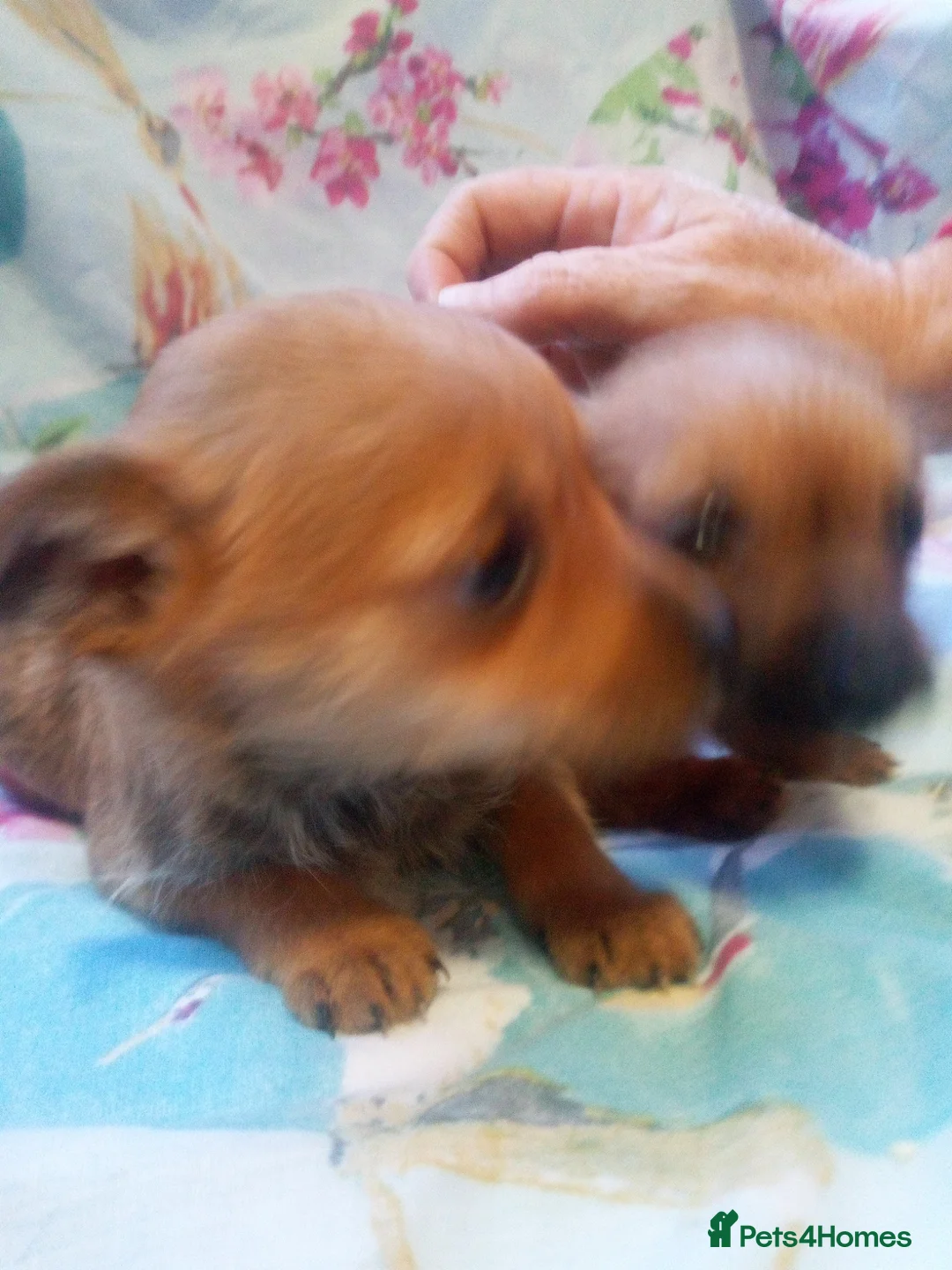 Mixed Breed dogs for sale: Chihuahua x jack russell puppies in Bristol - Advert 1