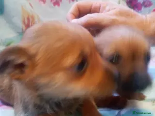 Mixed Breed dogs Chihuahua x jack russell puppies - Advert 1
