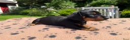 Miniature Dachshund dogs for sale: Four miniature dachshund puppies left  (Scotland) - Advert 11