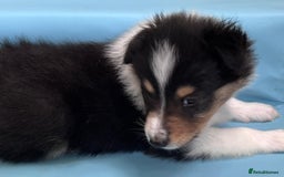 Rough Collie dogs for sale: BEST LAST AVAILABLE PUPPY MALE HEALTH DNA CLEAR  - Image 6