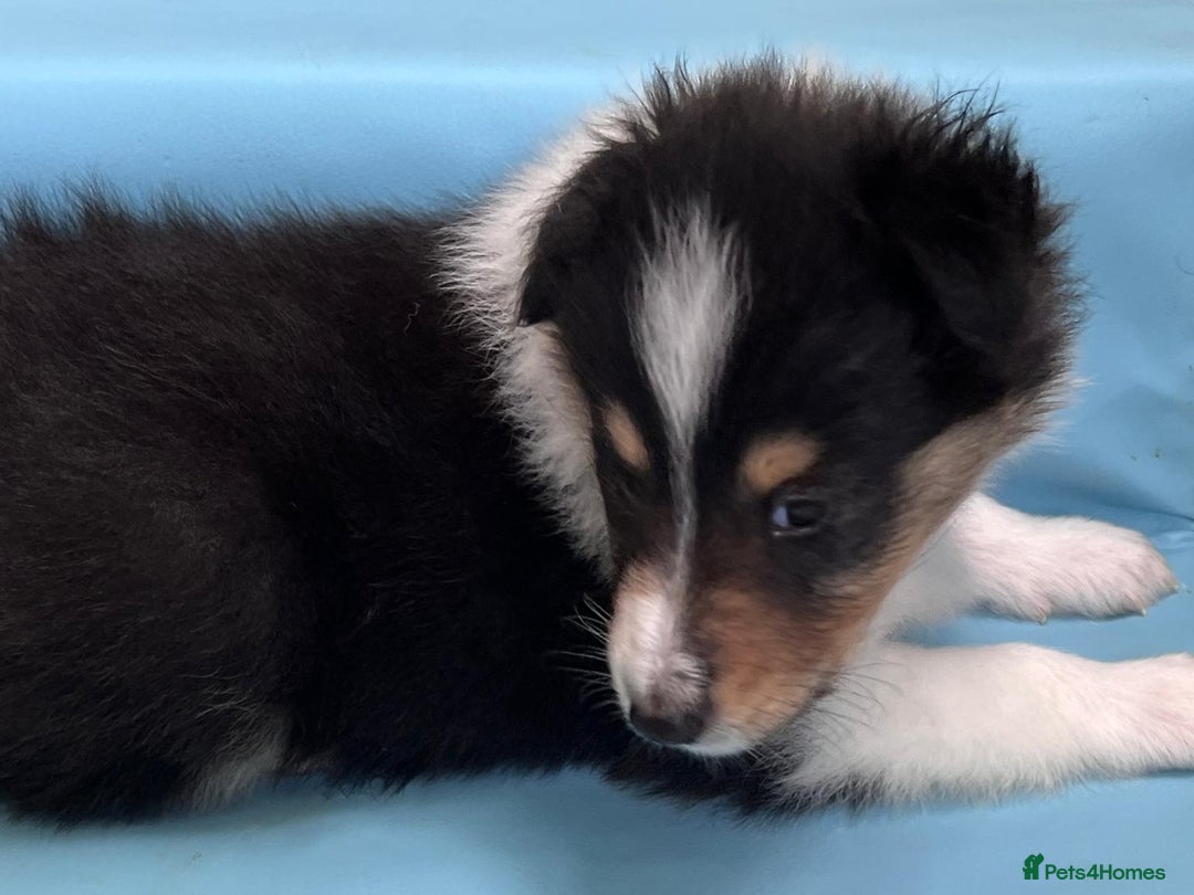 Rough Collie dogs for sale: BEST LAST AVAILABLE PUPPY MALE HEALTH DNA CLEAR  - Image 6