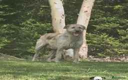 Irish Wolfhound dogs for sale: Irishwolfhounds for sale - Image 9