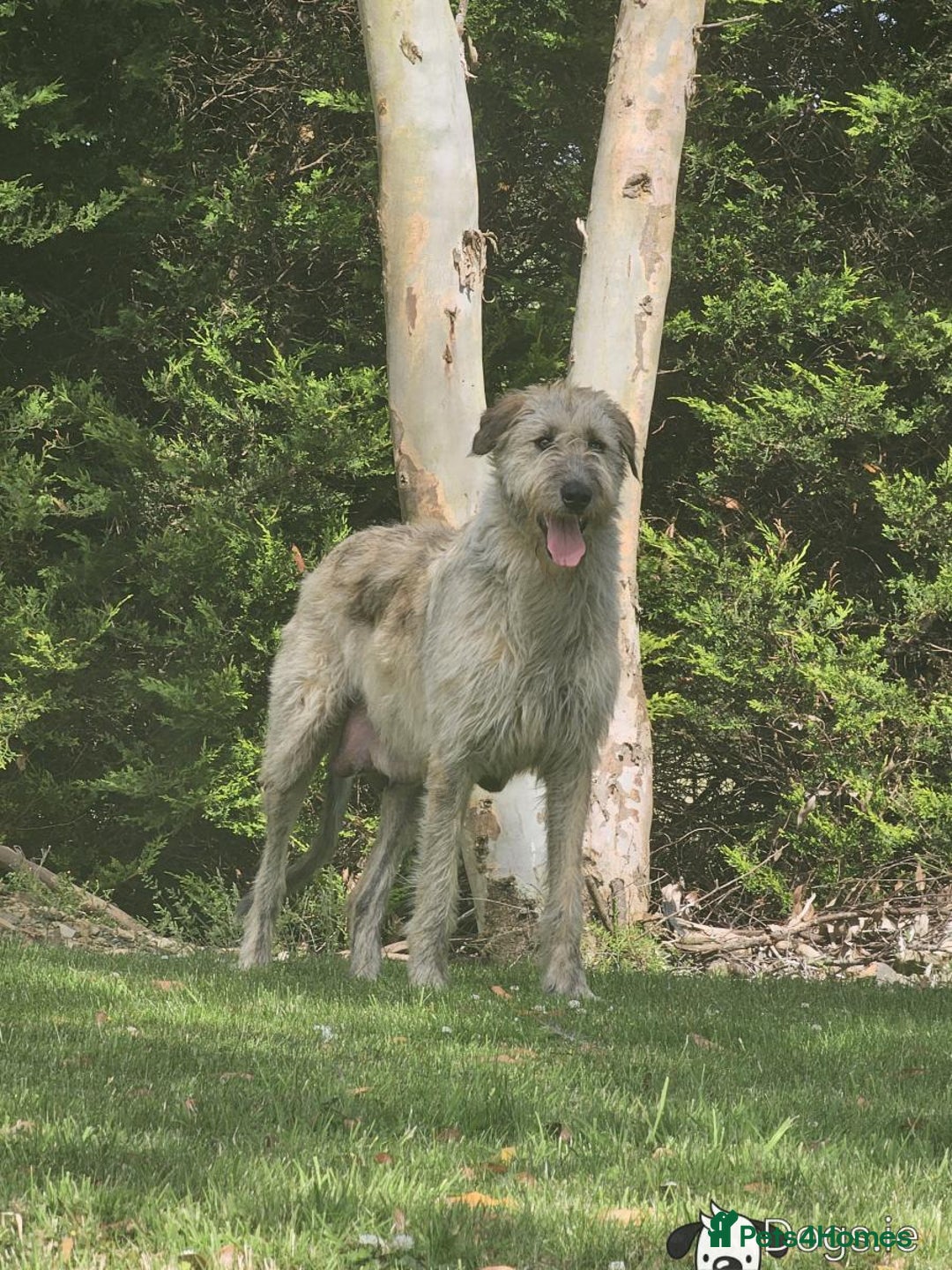 Irish Wolfhound dogs for sale: Irishwolfhounds for sale - Image 9