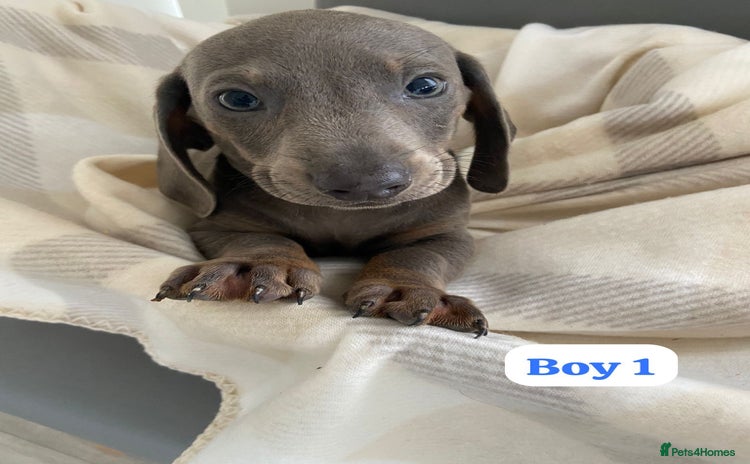 Dachshund dogs - Advert 3
