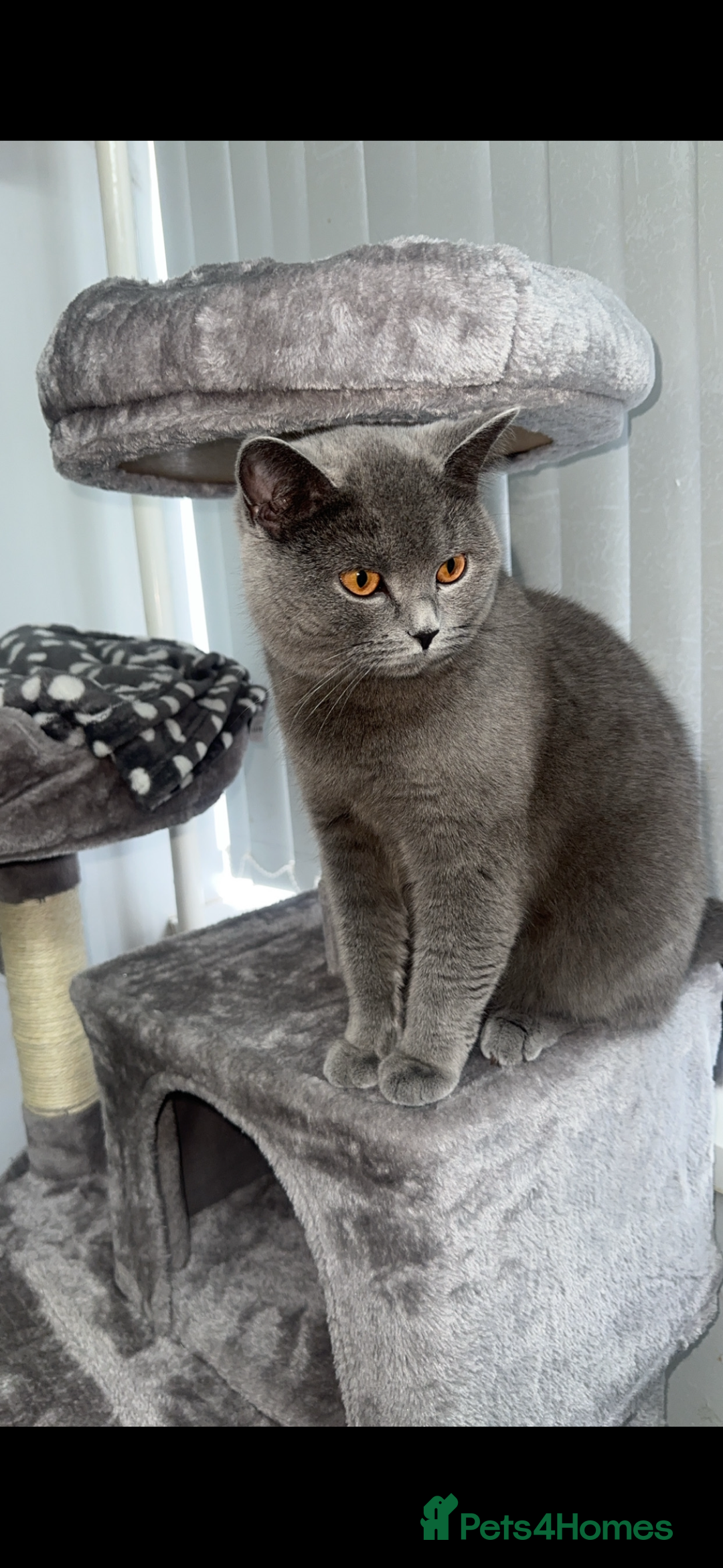 Scottish Fold cats for sale: ✨💜 Scottish Fold Girls For Sale 💜✨ - Advert 7