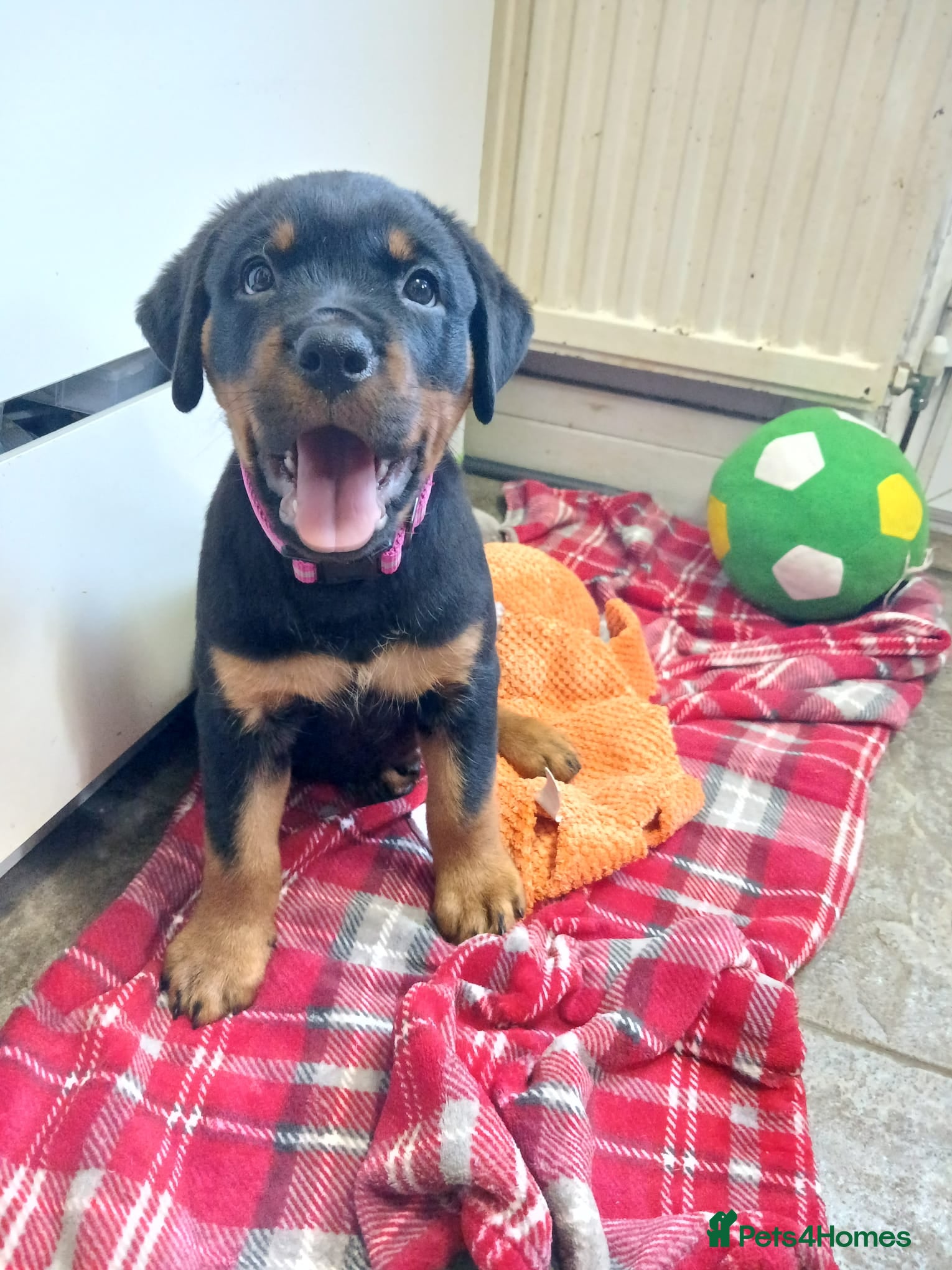 Rottweiler dogs READY NOW KC beautiful girl  - Advert 2