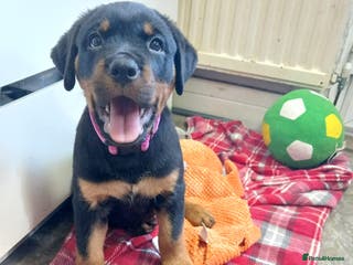 Rottweiler dogs READY NOW KC beautiful girl - Advert 2