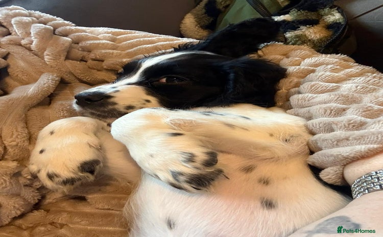 Cocker Spaniel dogs ❤️LAST ONE & READY NOW❤️ COCKER SPANIEL BITCH - Advert 2