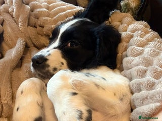 Cocker Spaniel dogs ❤️LAST ONE & READY NOW❤️ COCKER SPANIEL BITCH - Advert 16