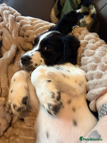 Cocker Spaniel dogs ❤️LAST ONE & READY NOW❤️ COCKER SPANIEL BITCH - Advert 2