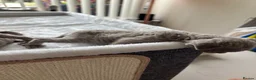 Devon Rex cats for sale: TICA Registered Devon Rex Lilac Kittens  - Advert 19