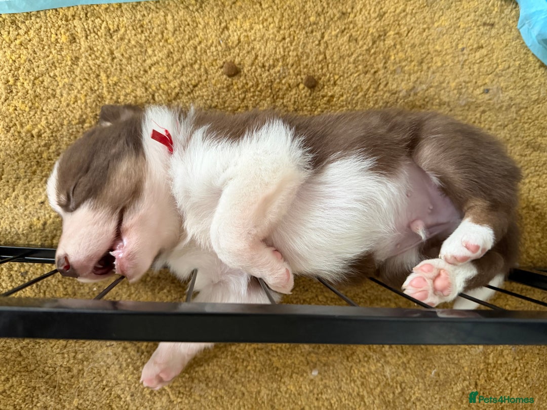 Border Collie dogs for sale: Red & white tri merle border collie puppies - Advert 7