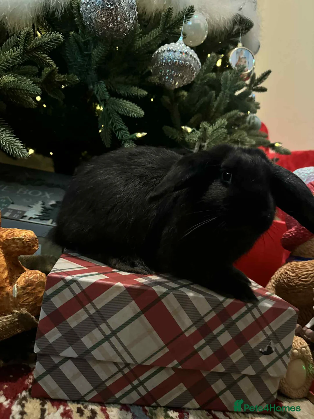 French Lop rabbits for sale: French lops and lion heads  - Advert 10