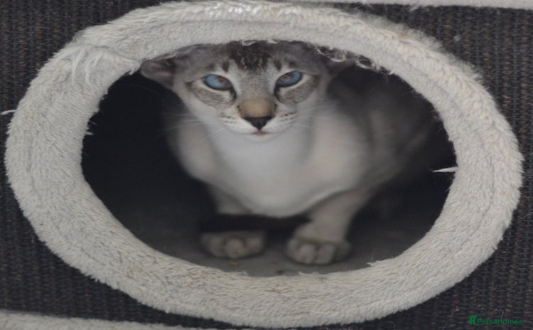 Siamese cats in Stowmarket - Advert 2