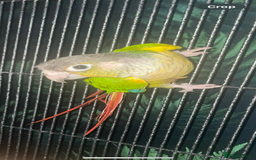 Conures birds for sale: Green cheeked conure - Image 1