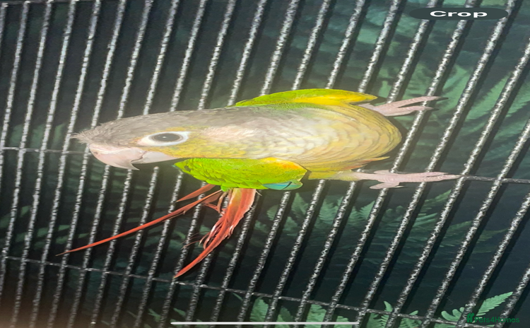 Conures birds - Advert 5