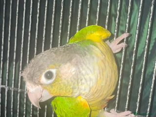 Conures birds - Advert 1