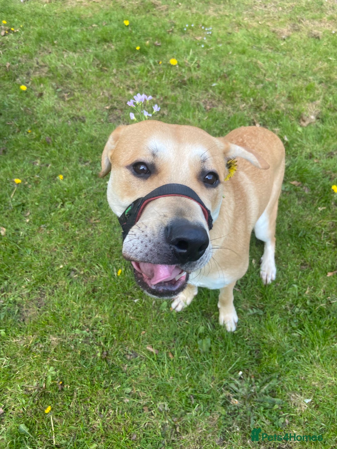 Mixed Breed dogs for sale: 2 y/o mastador/german shepherd  - Advert 7