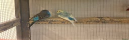 Budgerigars birds for sale: Young Budgies for sale - Advert 28
