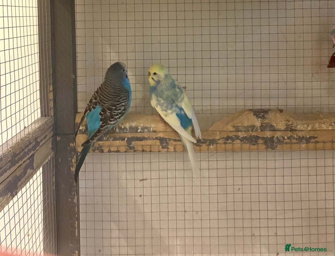 Budgerigars birds for sale: Budgies for sale - Image 28