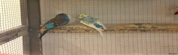 Budgerigars birds for sale: Young Budgies for sale - Advert 28