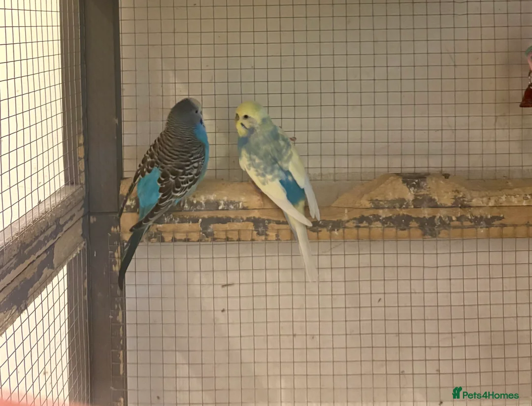 Budgerigars birds for sale: Young Budgies for sale - Advert 28