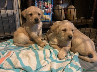 Labrador Retriever dogs Golden Labrador puppies - Advert 11