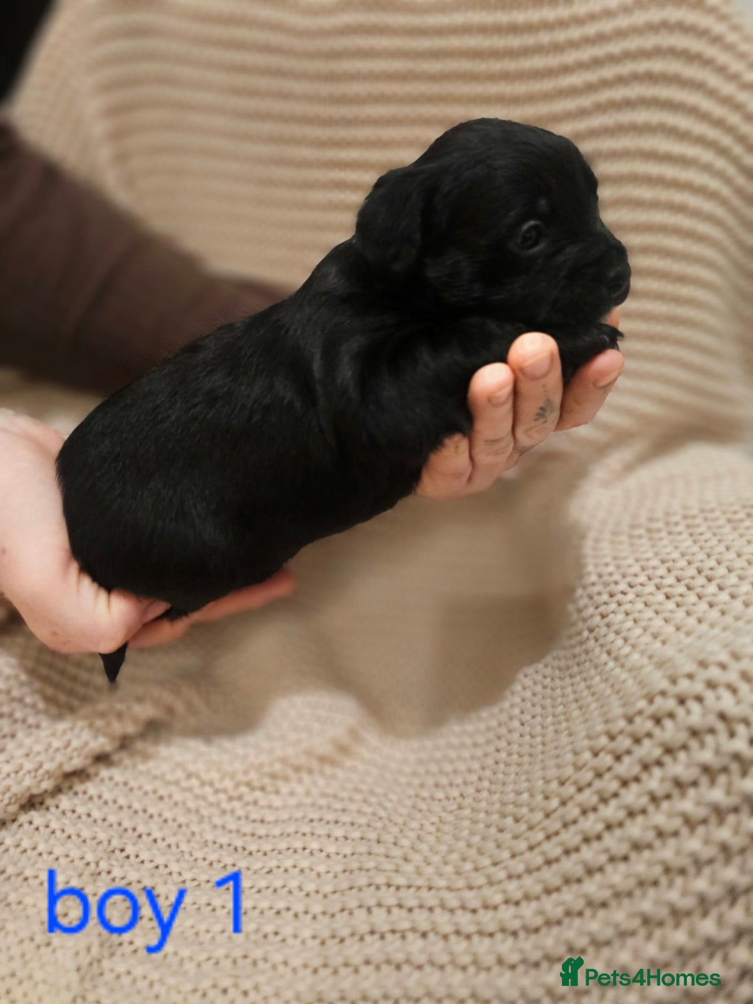 Mixed Breed dogs for sale: Froodle puppies  - Advert 9