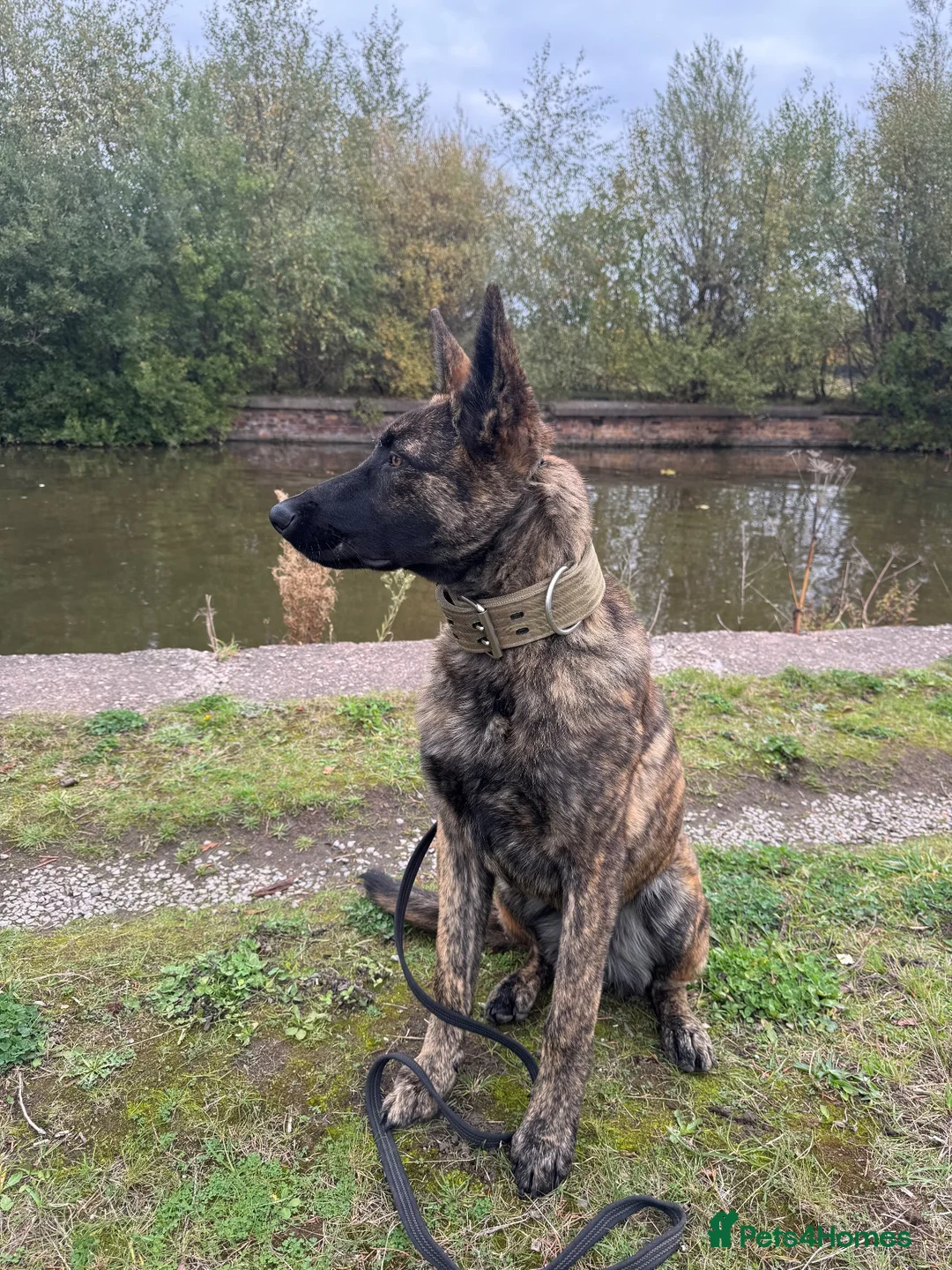 Belgian Shepherd Dog dogs for stud: Bruce the stud dog  - Advert 5