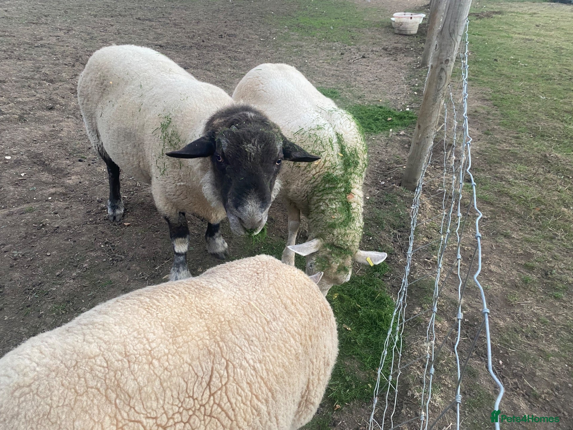 Sheep livestock Suffolk Ram - Advert 2
