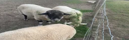 Sheep livestock for sale: Suffolk Ram - Advert 2