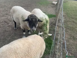 Sheep livestock Suffolk Ram - Advert 2