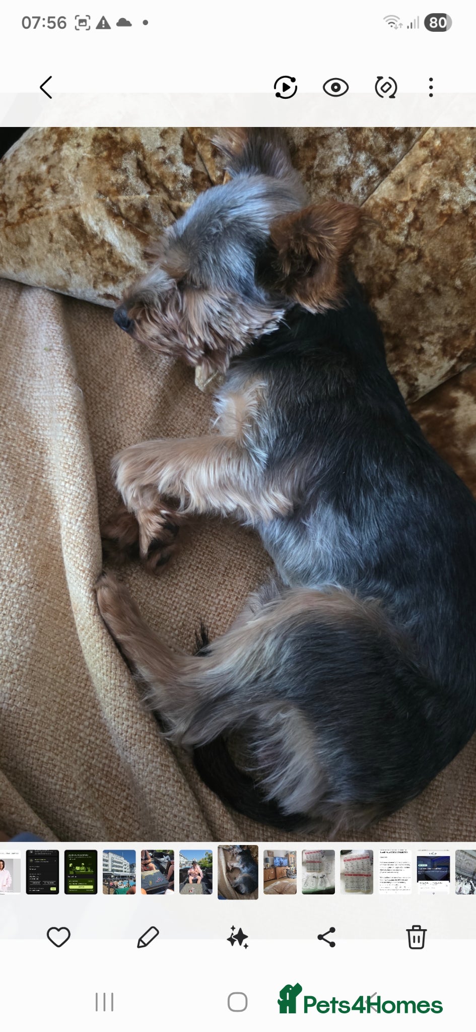 Yorkshire Terrier dogs for stud: Yorkshire terier stud - Advert 3